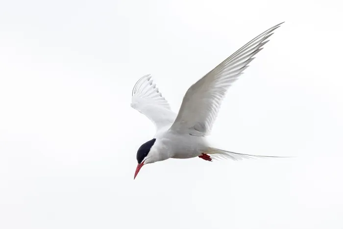 Framed Print : Arctic tern (Sterna paradisaea) in flight against white sky in summer