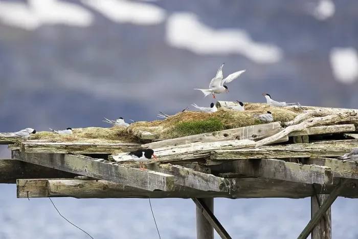 Framed Print : Arctic tern (Sterna paradisaea) landing on a breeding platform