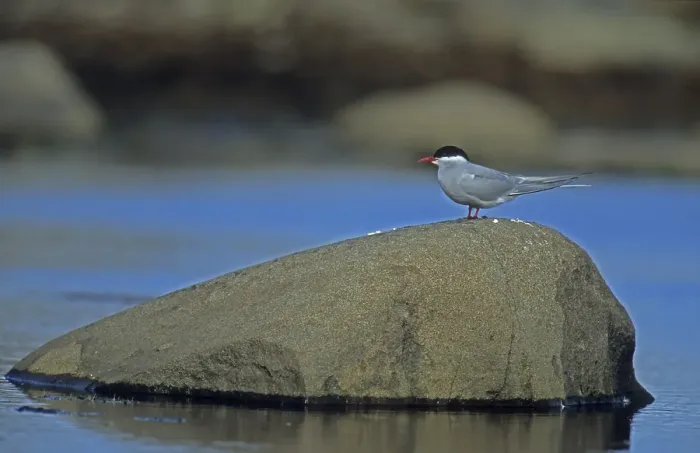 Framed Print : Arctic Tern (Sterna paradisaea) Spitsbergen