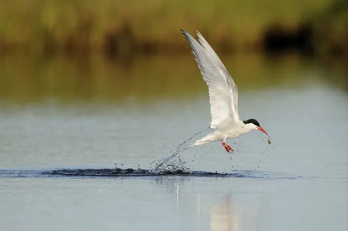 Framed Print : Arctic Tern (Sterna paradisea) adult