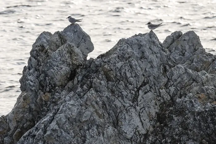Framed Print : Arctic terns (Sterna paradisaea) sitting on rocks