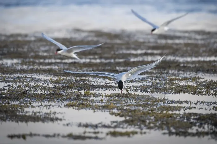 Framed Print : Arctic terns (Sterna paradisea) in flight