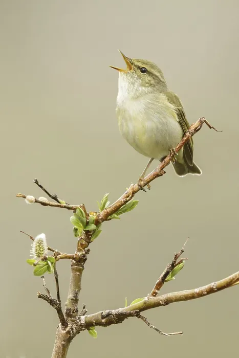 Framed Print : Arctic Warbler (Phylloscopus borealis) singing
