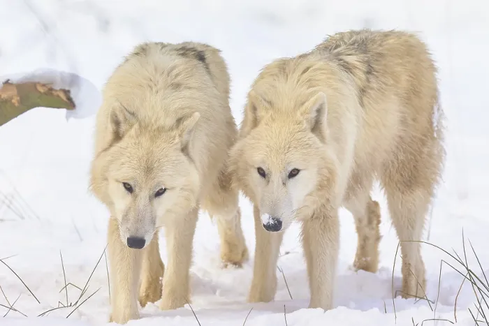 Framed Print : Arctic wolf (Canis lupus arctos) Framed Print : Arctic wolf (Canis lupus arctos)
