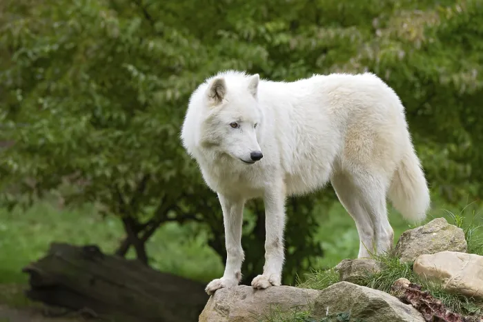 Framed Print : Arctic wolf (Canis lupus arctos) Framed Print : Arctic wolf (Canis lupus arctos)