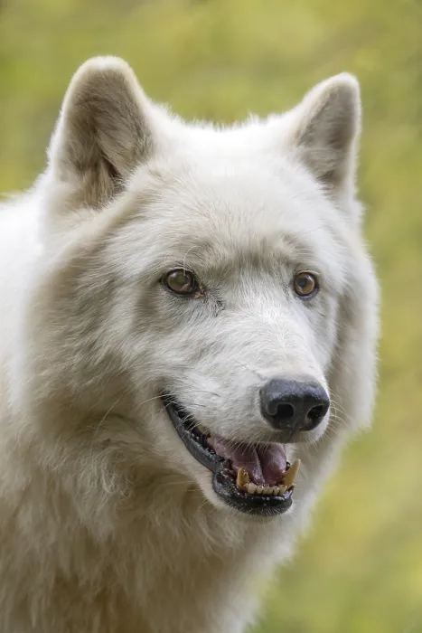 Framed Print : Arctic wolf (Canis lupus arctos)