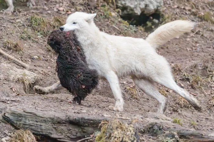 Framed Print : Arctic wolf (Canis lupus arctos) Framed Print : Arctic wolf (Canis lupus arctos)