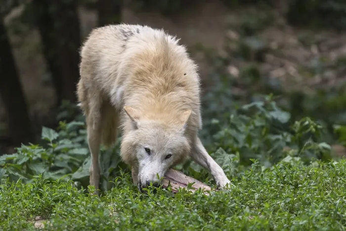 Framed Print : One Arctic wolf (Canis lupus arctos) chewing on a bone