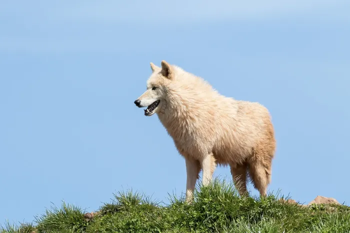 Framed Print : Arctic wolf (Canis lupus arctos) on grass with blue sky