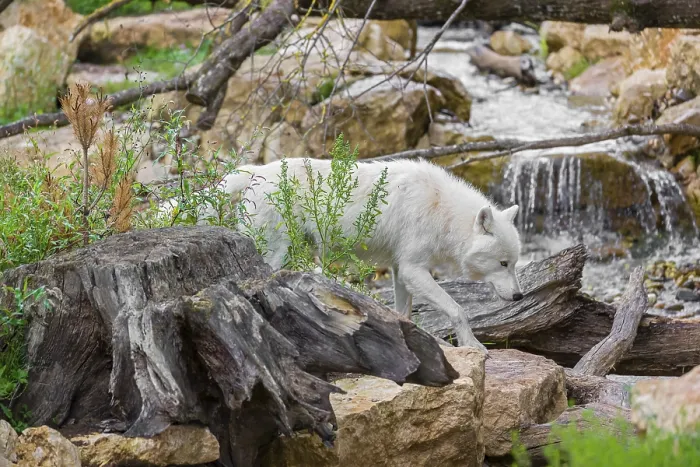 Framed Print : An Arctic wolf (Canis lupus arctos) runs over rocks
