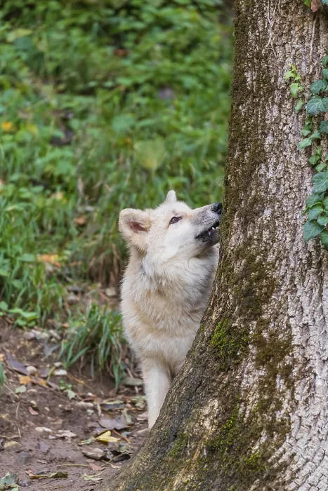 Framed Print : One arctic wolf (Canis lupus arctos) standing in a forest