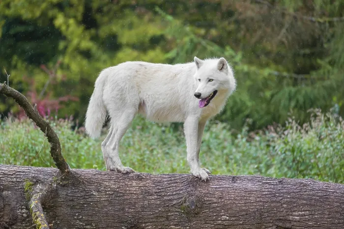 Framed Print : An Arctic wolf (Canis lupus arctos) stands on a fallen tree trunk