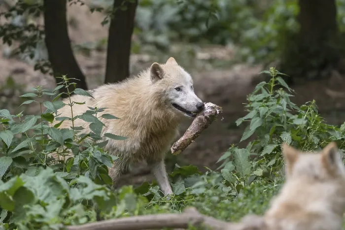 Framed Print : One Arctic wolf (Canis lupus arctos) walking thru dense green vegetation on hilly ground carrying a piece of prey Framed Print : One Arctic wolf (Canis lupus arctos) walking thru dense green vegetation on hilly ground carrying a piece of prey
