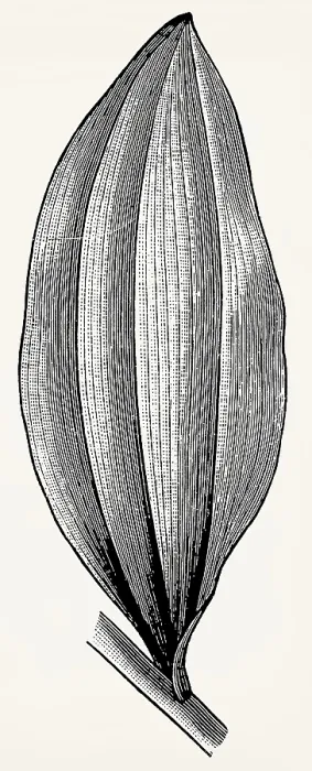 Framed Print : Arcuate-veined leaf of Convallaria majalis var