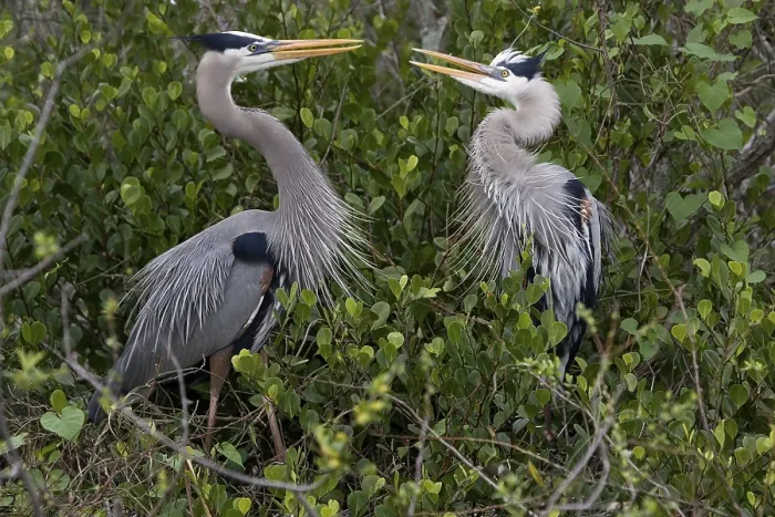 Framed Print : Ardea herodias Great blue Heron