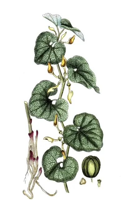 Framed Print : Aristotochia clematis, European Birthwort or Upright Birthwort