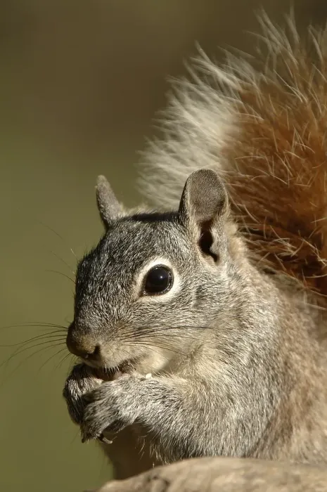 Framed Print : Arizona Grey squirrel (Sciurus arizonensis)