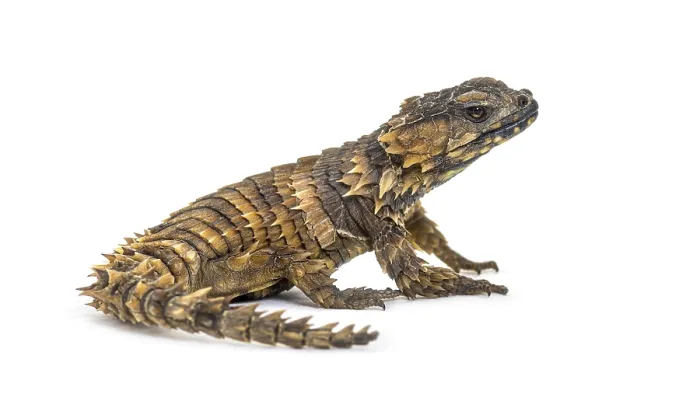 Framed Print : Armadillo girdled lizard, Ouroborus cataphractus