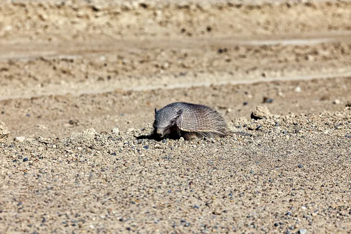 Framed Print : An armadillo lies alone in a sandy desert landscape