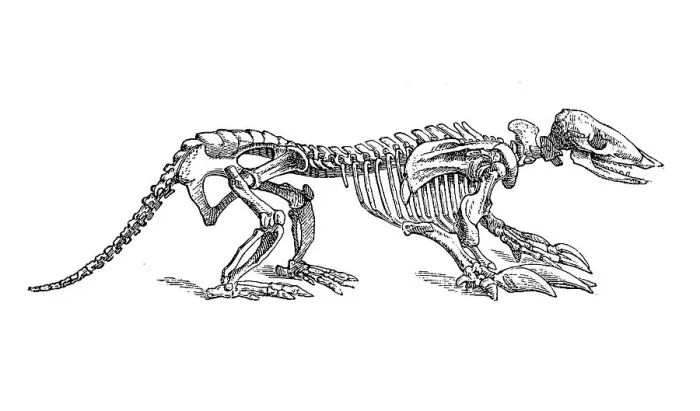 Framed Print : Armadillo skeleton, Historical Framed Print : Armadillo skeleton, Historical