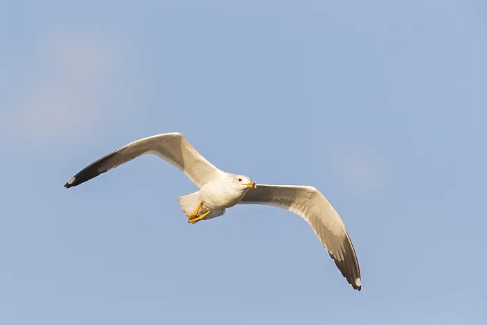 Framed Print : Armenian Gull, Armenian Gull, (Larus armenicus) Framed Print : Armenian Gull, Armenian Gull, (Larus armenicus)