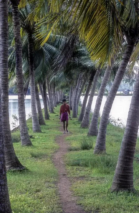 Framed Print : Array of coconut trees, Backwaters of Kodungallur Framed Print : Array of coconut trees, Backwaters of Kodungallur