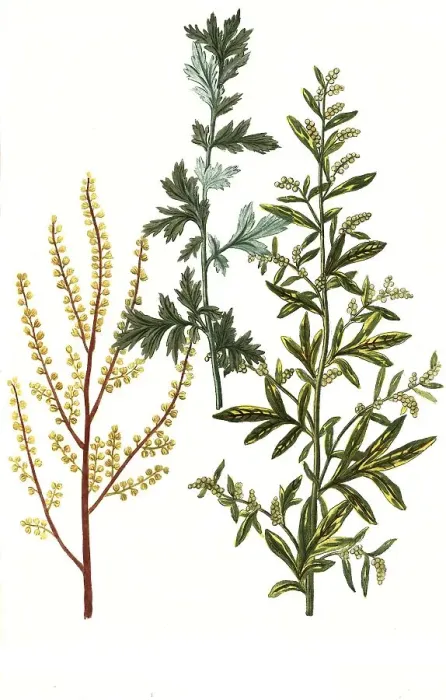 Framed Print : Artemisia caule purpurascente and Artemisia picta Framed Print : Artemisia caule purpurascente and Artemisia picta