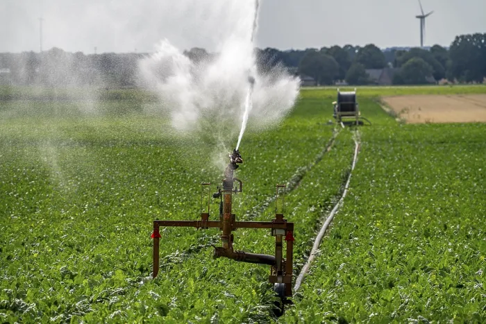 Framed Print : Artificial irrigation with a sprinkler system in a field where sugar beet is grown