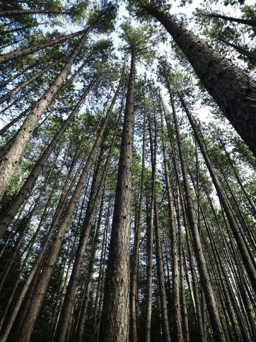 Framed Print : Artistic abstract image of tall pine tree forest