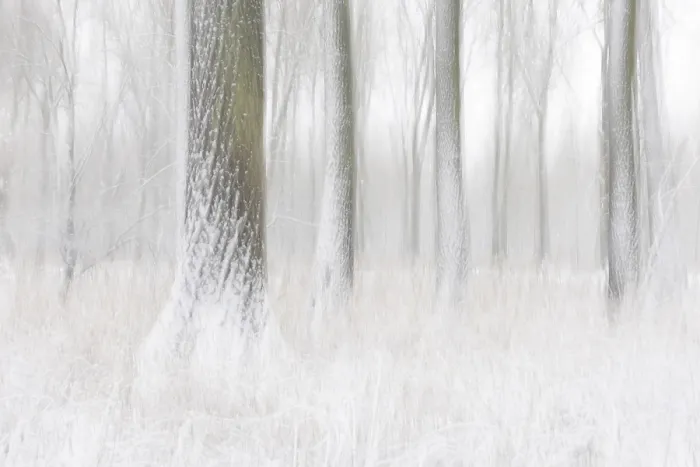 Framed Print : An artistic drawing from the wintry forest with snow-covered trees as a long exposure Framed Print : An artistic drawing from the wintry forest with snow-covered trees as a long exposure