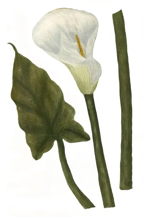 Framed Print : Arum aethiopicum flore altero alteri innato Framed Print : Arum aethiopicum flore altero alteri innato