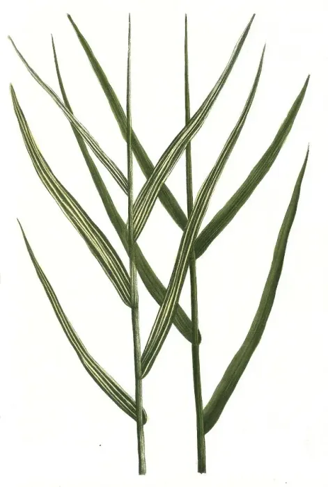 Framed Print : Arundo pratensis and Arundo pratensis variegata