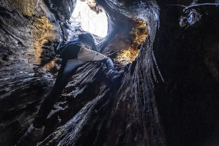 Framed Print : Ascending through the interior of the hollow trunk