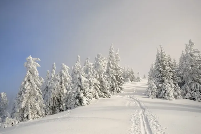 Framed Print : Ascent tracks and deep snow-covered trees at the ridge of Mt Framed Print : Ascent tracks and deep snow-covered trees at the ridge of Mt