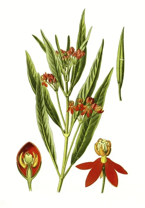 Framed Print : Asclepias curassavica, Redhead