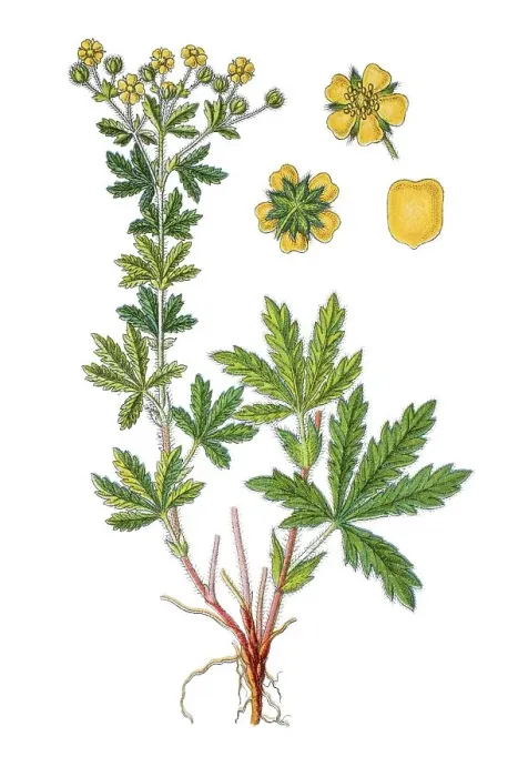 Framed Print : Ashy cinquefoil (Potentilla inclinata)