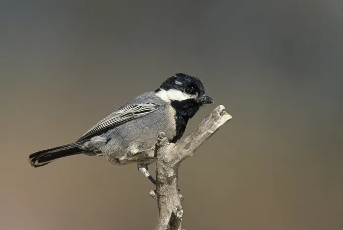 Framed Print : Ashy Tit (Parus cinerascens), Kgalagadi Transfrontier Park