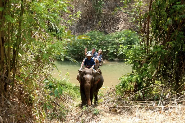 Framed Print : The Asian or Asiatic Elephant (Elephas maximus)
