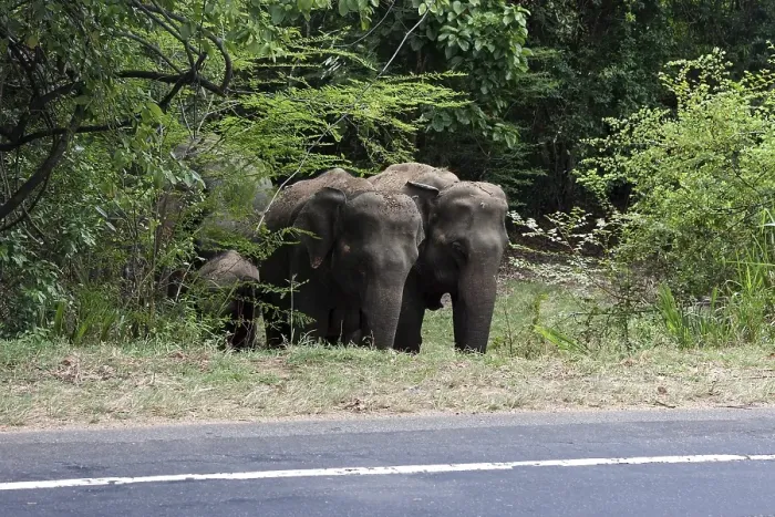Framed Print : Asian or Asiatic elephants (Elephas maximus) standing at roadside Framed Print : Asian or Asiatic elephants (Elephas maximus) standing at roadside