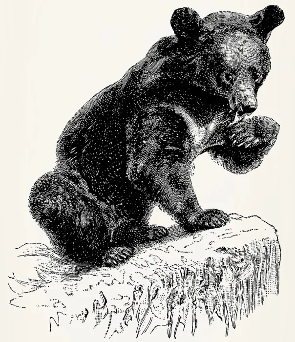Framed Print : The Asian black bear (Ursus thibetanus)