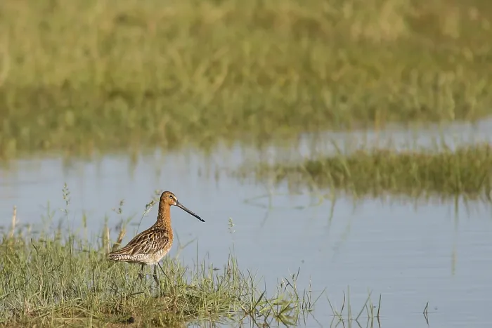 Framed Print : Asian Dowitcher (Limnodromus semipalmatus)