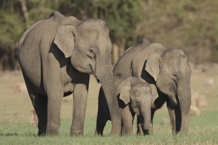Framed Print : Asian Elephant (Elephas maximus) Framed Print : Asian Elephant (Elephas maximus)