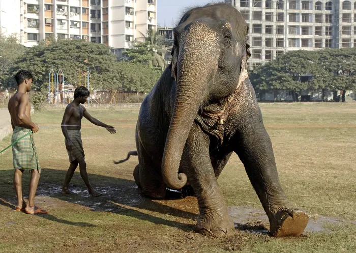 Framed Print : Asian Elephant (Elephas maximus) being given bath by Mahavat