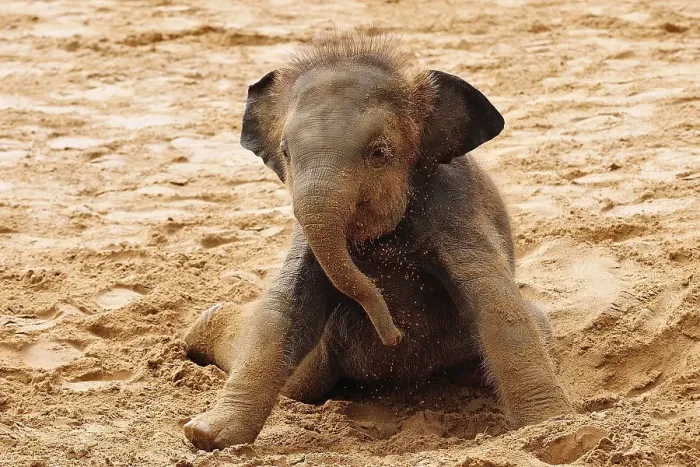 Framed Print : Asian elephant (Elephas maximus indicus), young animal at sand bath, captive