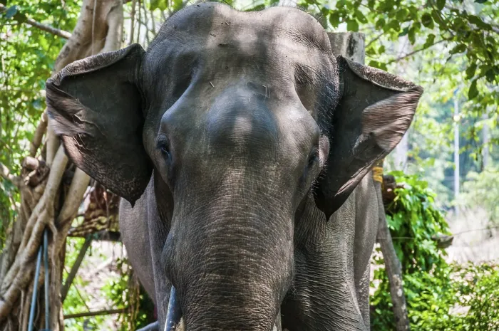 Framed Print : Asian elephant (Elephas maximus) working at elephant sanctuary Framed Print : Asian elephant (Elephas maximus) working at elephant sanctuary