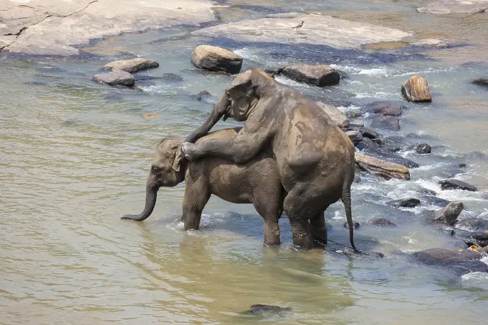 Framed Print : Asian elephants (Elephas maximus) from the Pinnawala Elephant Orphanage mating in the Maha Oya river