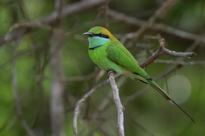 Framed Print : Asian Green Bee-eater (Merops orientalis orientalis) on a branch