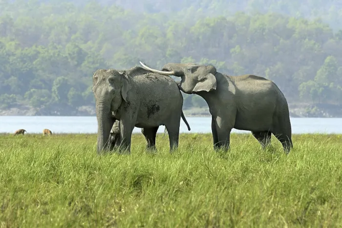 Framed Print : Asian indian elephant (Elephas maximus indicus)