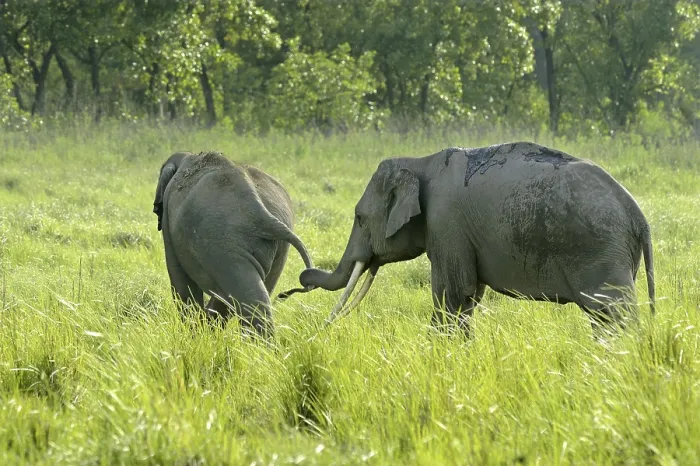 Framed Print : Asian indian elephant (Elephas maximus indicus) two adult males Framed Print : Asian indian elephant (Elephas maximus indicus) two adult males