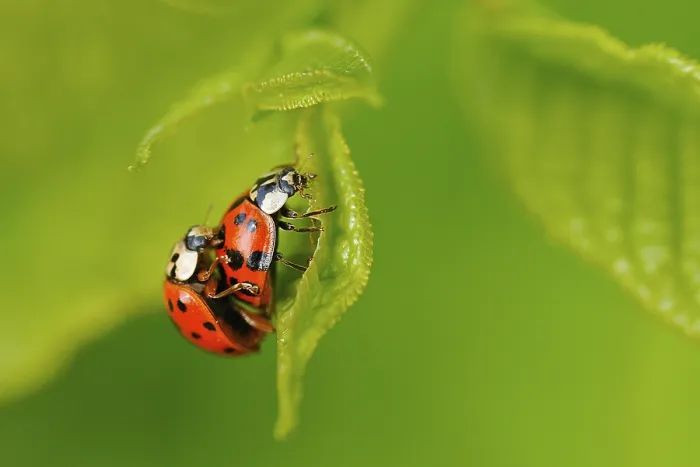 Framed Print : Asian lady beetle (Harmonia axyridis) Harmonia axyridis coppula
